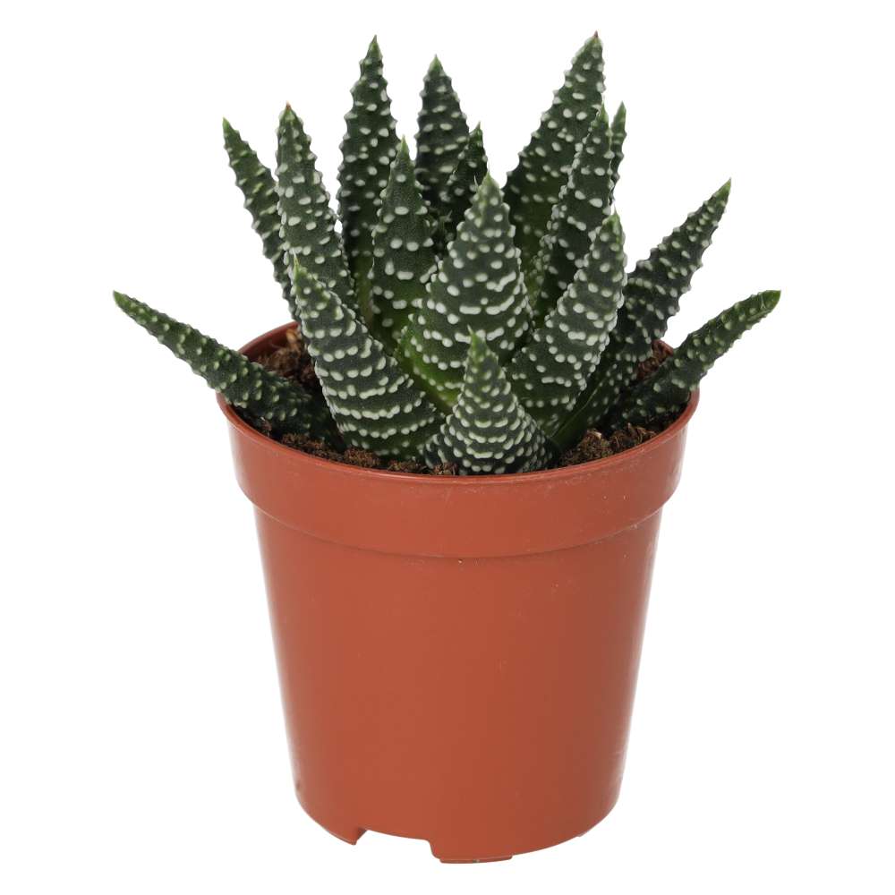 PR Live plant. Pearl Plant (Medium)