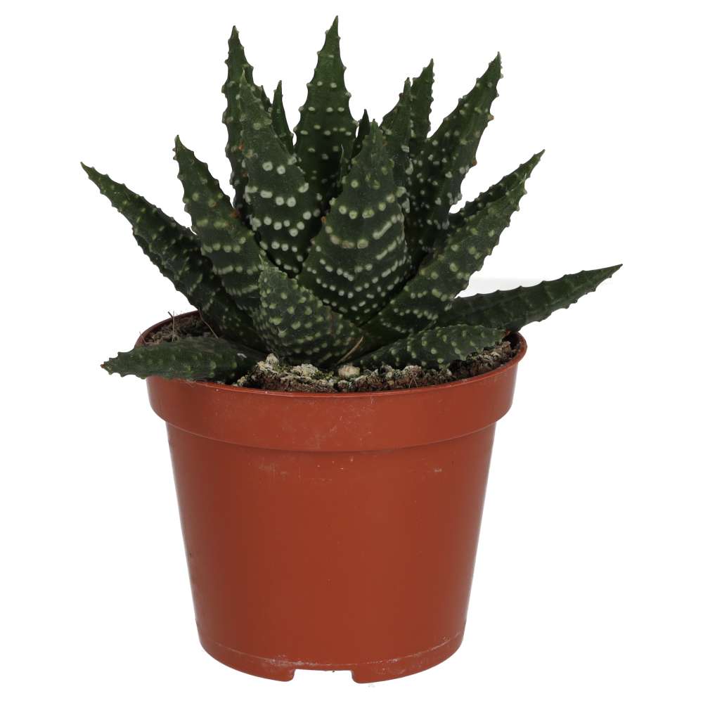 PR Live plant. Harworthia margaritafera (Medium)