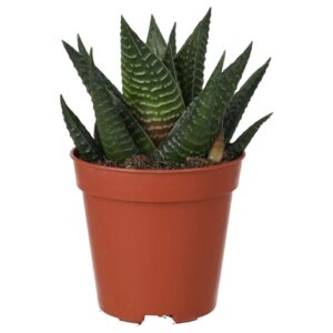 PR Live Plant. Haworthia limefolia (Small)