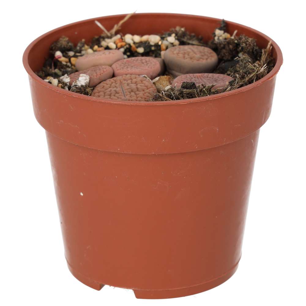 PR Live plants. Living Stone (Medium)