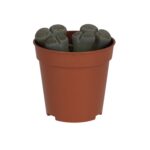 PR Live plant. Living Stone (Small)