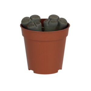 PR Live plant. Living Stone (Small)