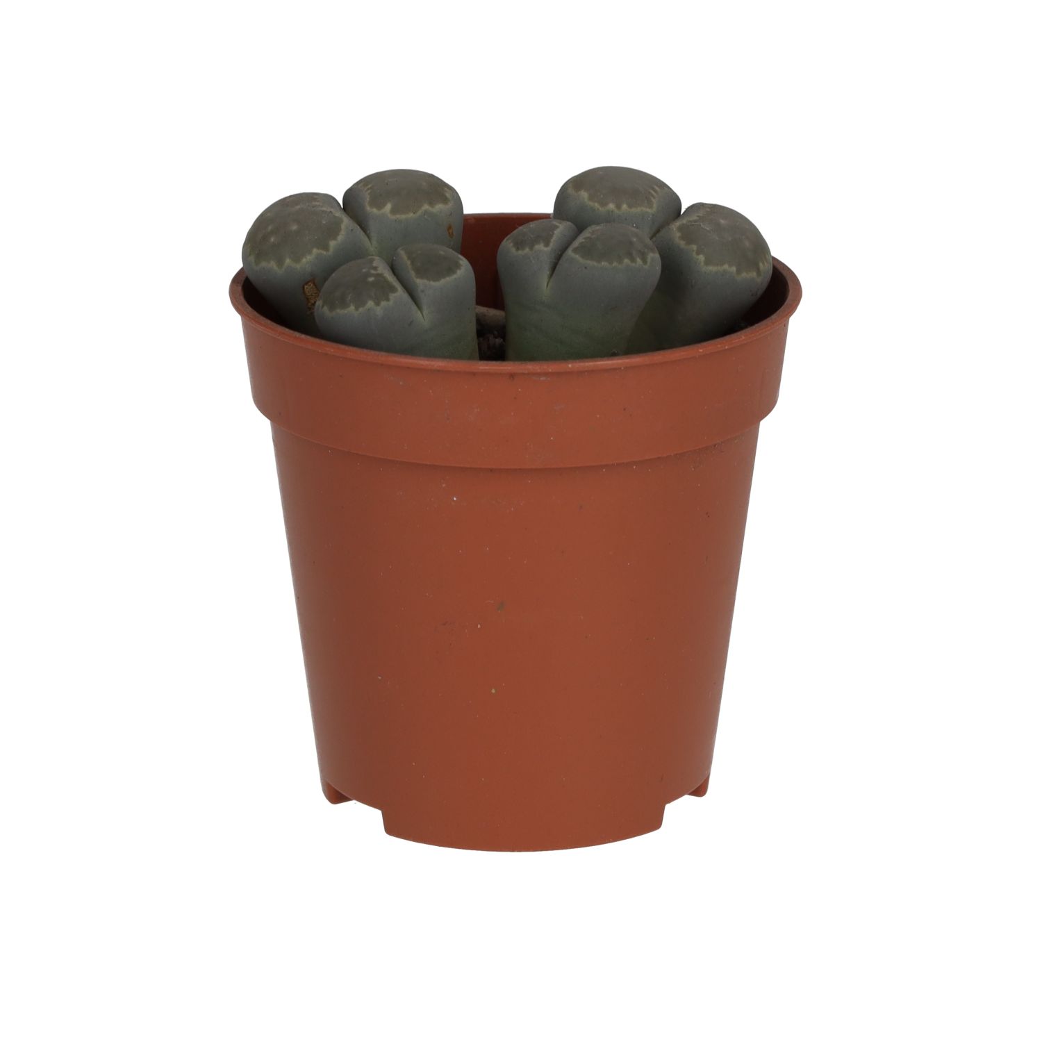 PR Live plant. Living Stone (Small)