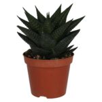 PR Live plant. Fairy Washboard (Medium)