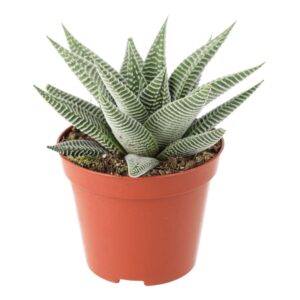 PR Live plant. Washboard 'white' (Medium)