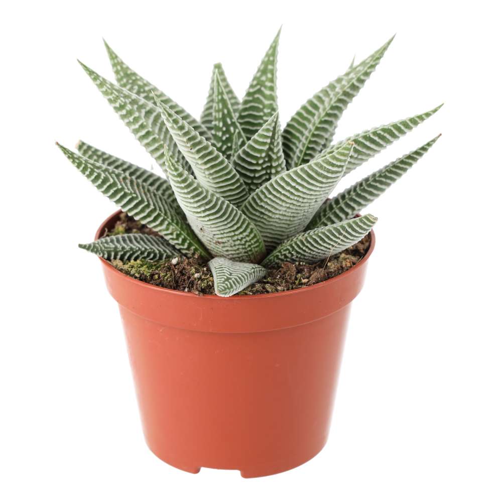 PR Live plant. Washboard 'white' (Medium)