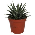 PR Live plant. Zebra Plant (Medium)