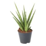 PR Live plant. Snake plant (Medium)