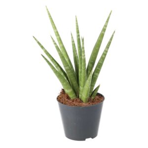 PR Live plant. Snake plant (Medium)