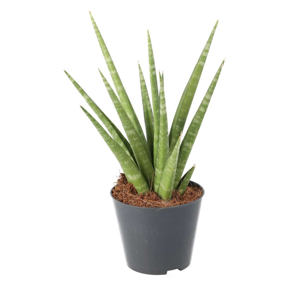 PR Live plant. Snake plant (Medium)