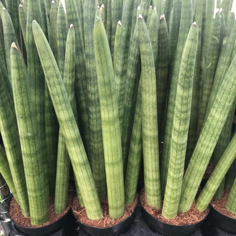 PR Live plant. Snake plant (Large)