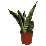 PR Live plant. Mother-in-law's Tongue (Large)