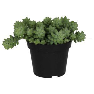PR Live plant. Donkey's Tail (Large)