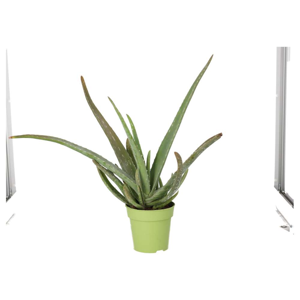 PR Live Plant. Aloe Vera (Large)