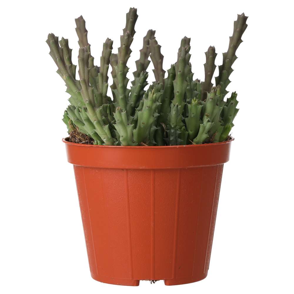 PR Live plant. Star Flower Succulent (Medium)