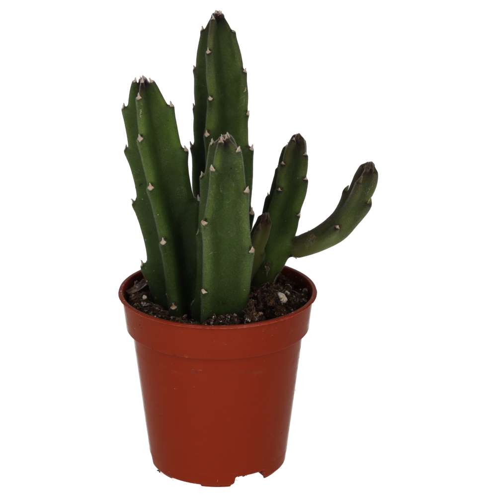 PR Live plant. Bell Succulent (Small)