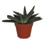 PR Live plant. Ox Tongue Gasteria (Medium)