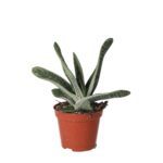 PR Live plant. Ox Tongue Gasteria (Medium)