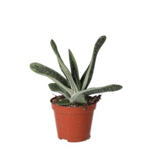 PR Live plant. Ox Tongue Gasteria (Medium)
