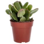 PR Live plant. Jade Plant mix (Medium)