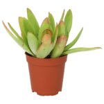 PR Live plant. Jade Plant 'Fire' (Small)