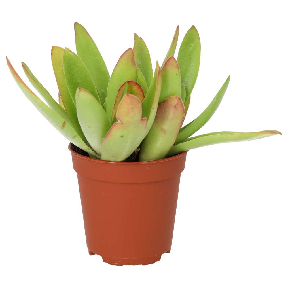 PR Live plant. Jade Plant 'Fire' (Small)