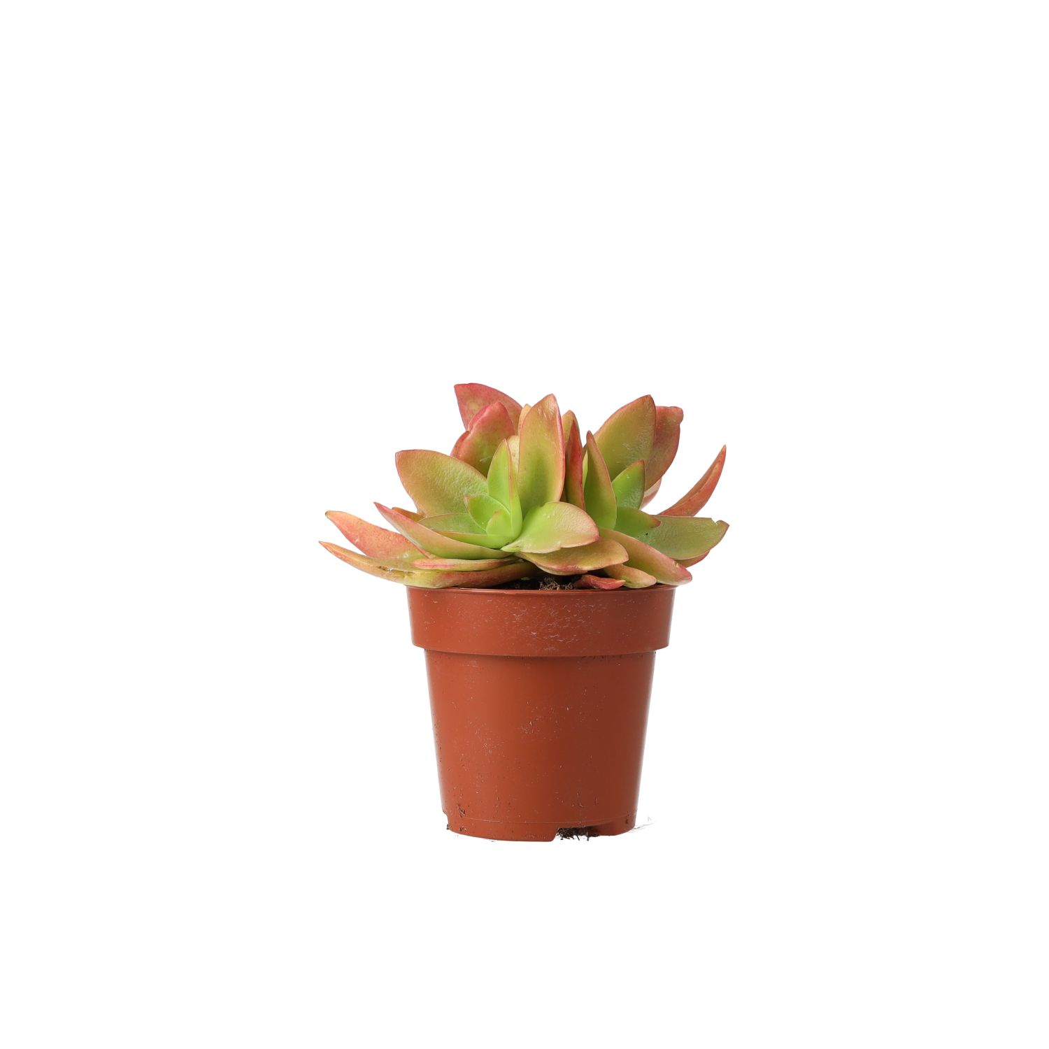 PR Live plant. Jade Plant 'Fire' (Medium)
