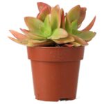 PR Live plant. Jade Plant 'Fire' (Medium)