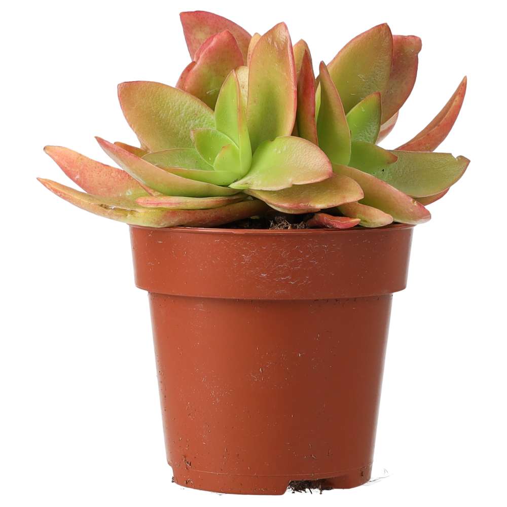 PR Live plant. Jade Plant 'Fire' (Medium)