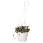 PR Live plant. String of Hearts (Large hanging)