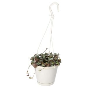 PR Live plant. String of Hearts (Large hanging)