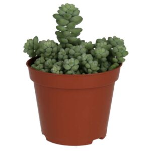 PR Live plant. Donkey's Tail (Medium)