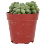 PR Live plant. Donkey's Tail (Small)