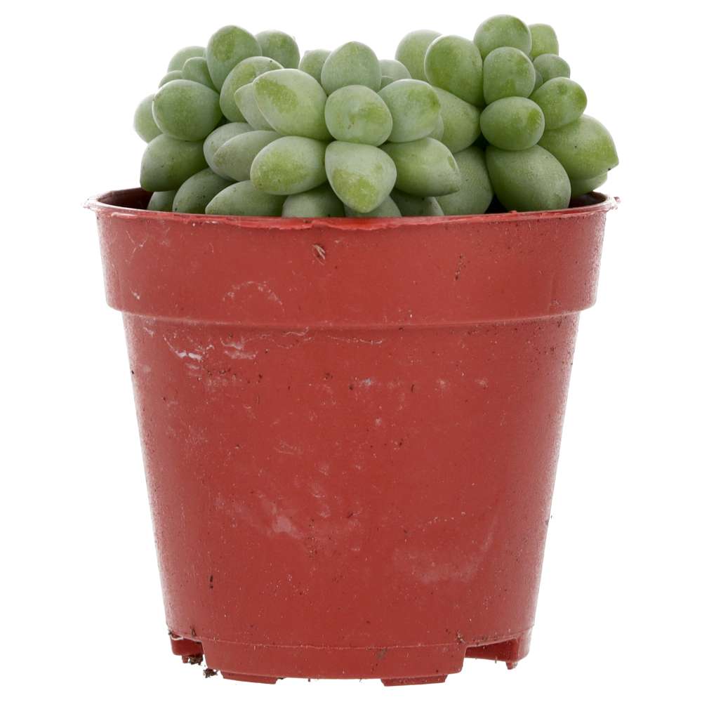 PR Live plant. Donkey's Tail (Small)