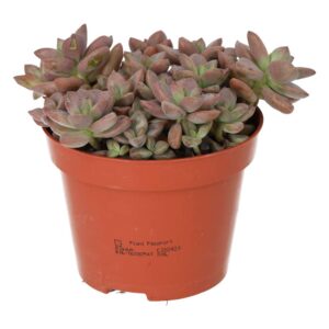 PR Live plant. Boudeaux Sedum (Large)