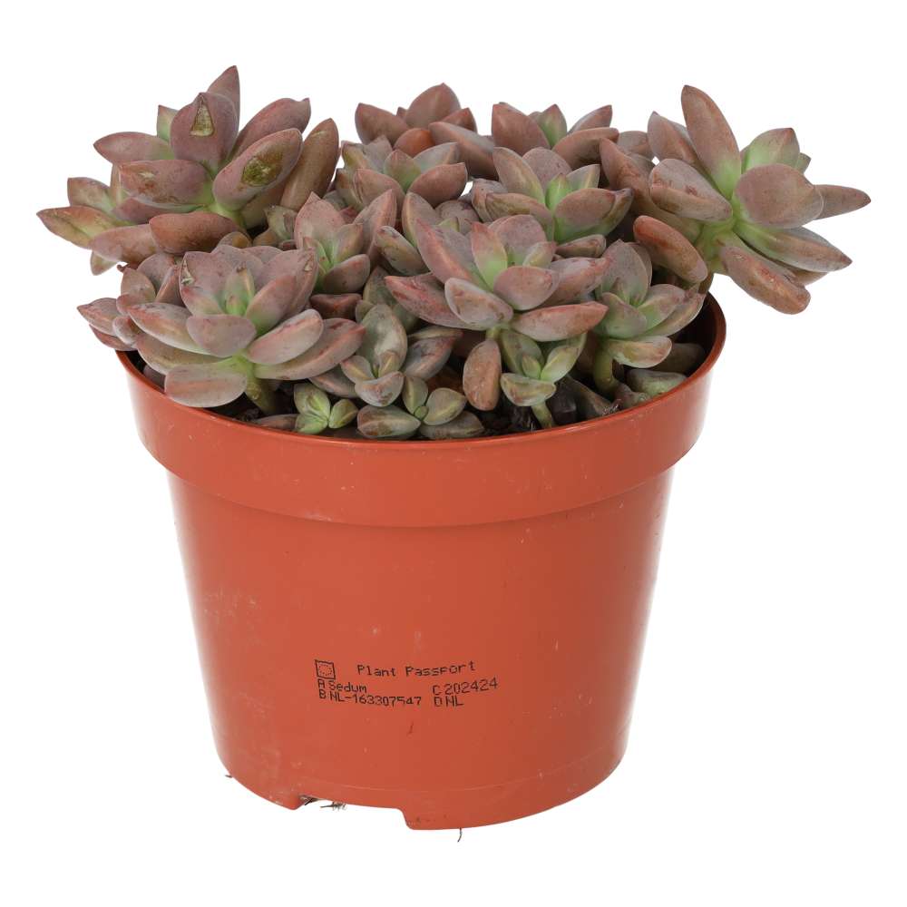 PR Live plant. Boudeaux Sedum (Large)