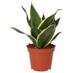 PR Live plant. Mother-in-law's Tongue (Medium)