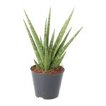 PR Live plant. Snake plant (Medium)