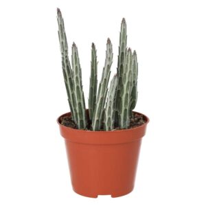 PR Live plant. Candle Succulent (Medium)