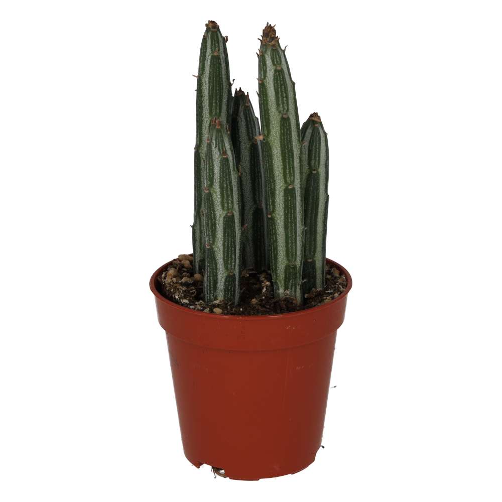 PR Live plant. Candle Succulent (Small)