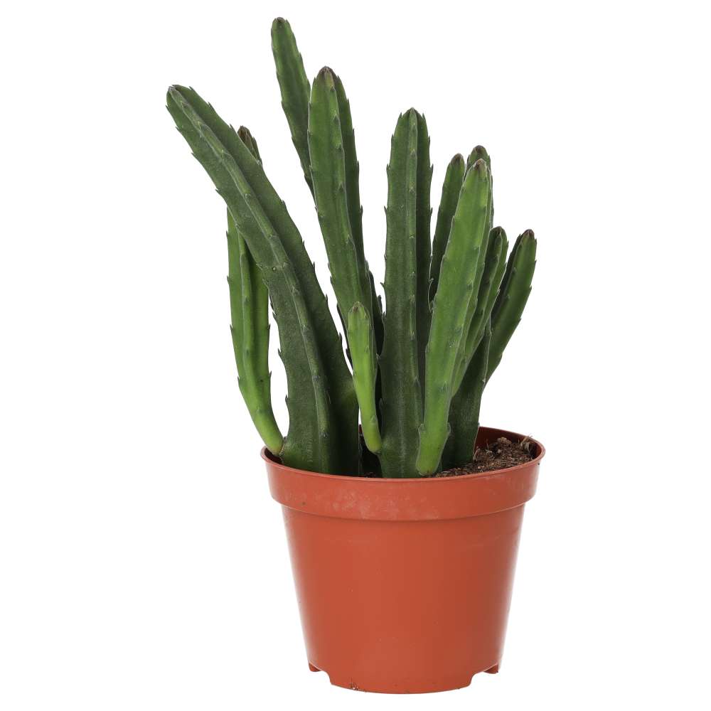 PR Live plant. Bell Succulent (Medium)