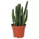 PR Live plant. Bell Succulent (Medium)