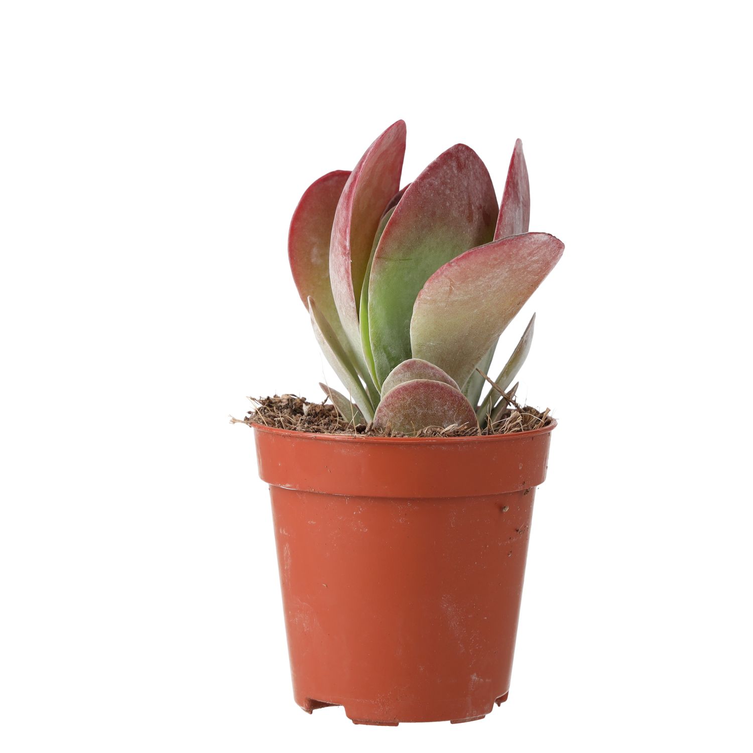 PR Live plant. Paddle Plant 'Red Lips' (Small)