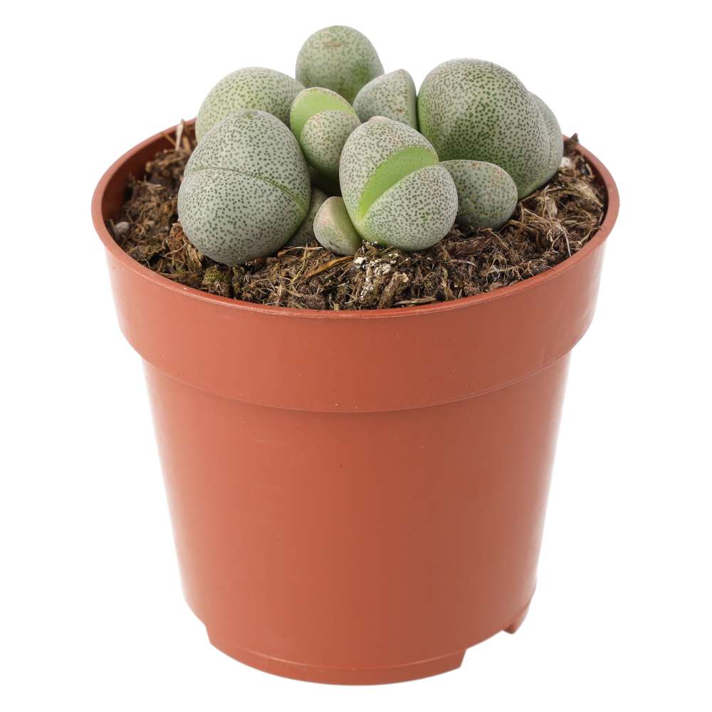 PR Live plant. Split Rock (Medium)