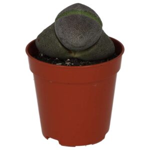 PR Live plant. Split Rock (Small)