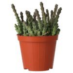 PR Live plant. Star Flower Succulent (Medium)