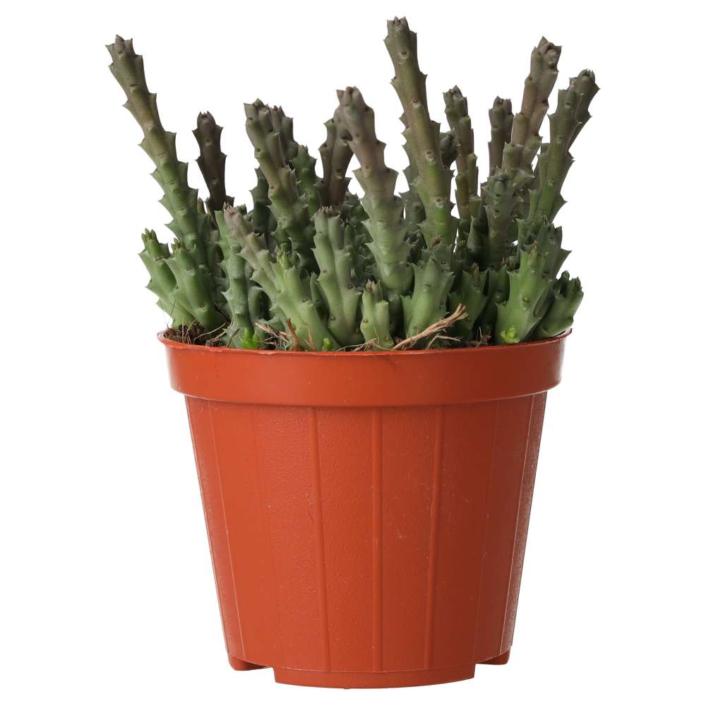 PR Live plant. Star Flower Succulent (Medium)