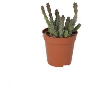 PR Live plant. Star Flower Succulent (Small)