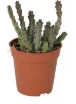 PR Live plant. Star Flower Succulent (Small)