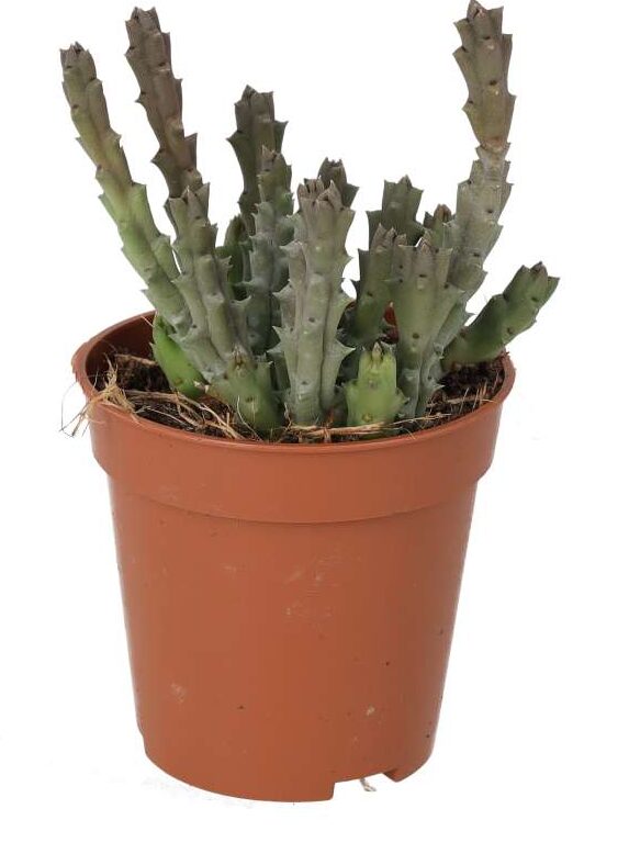 PR Live plant. Star Flower Succulent (Small)